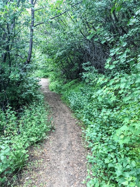 Hike is generally exposed, but areas near creeks have nice foliage.