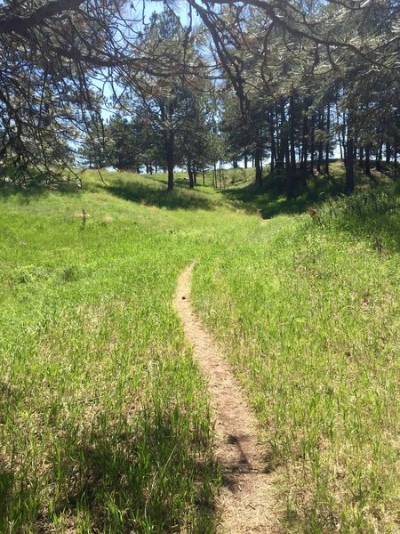 Trail heading through prairie.