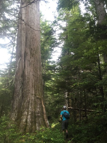 The trees are BIG out here...