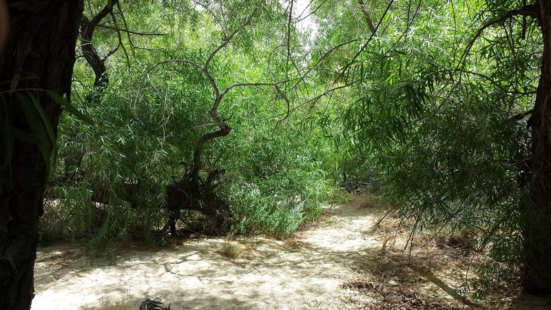 Beautiful clump of willow trees to escape the heat!