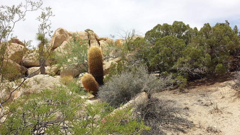 Healthy 4' barrel cactus! This guy has been around a long time!