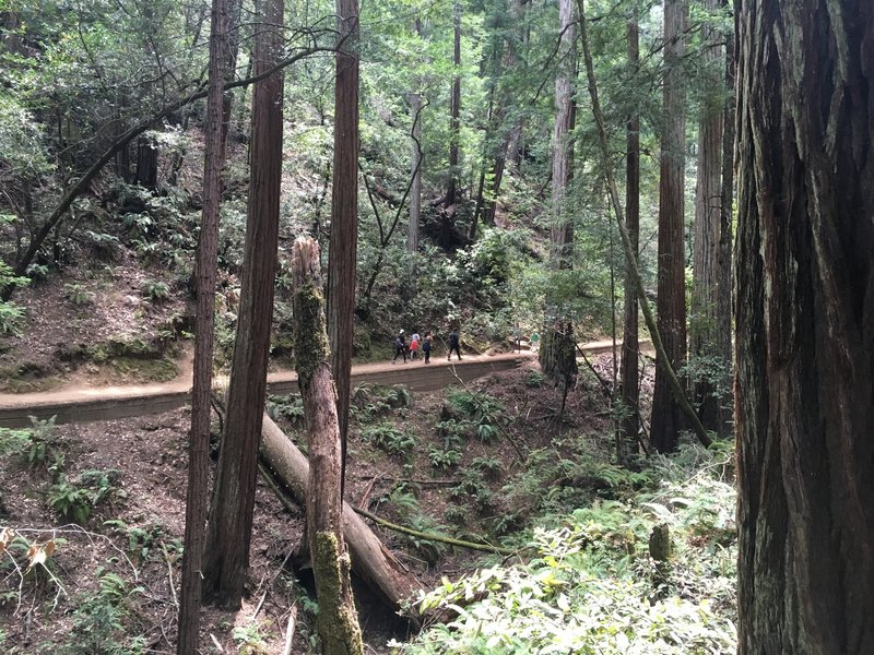 Looking across the trail on the hillside trail at Muir Woods.