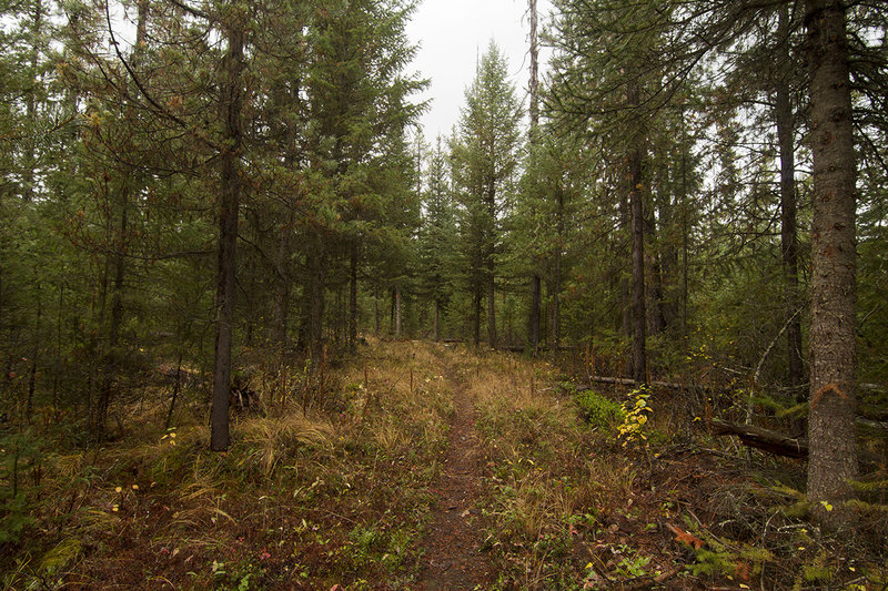 Traveling along the Kishenehn Creek Trail.