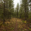 Traveling along the Kishenehn Creek Trail.