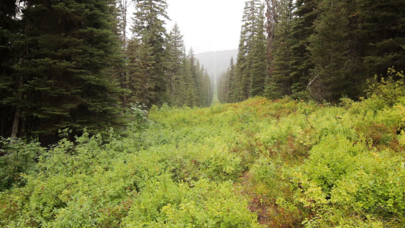 Looking west at the US/Canada boundary at the end of the North Boundary Trail.