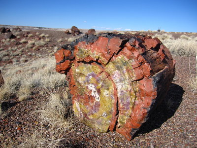 Petrified Wood seen just off the Long Logs Trail.