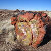 Petrified Wood seen just off the Long Logs Trail.