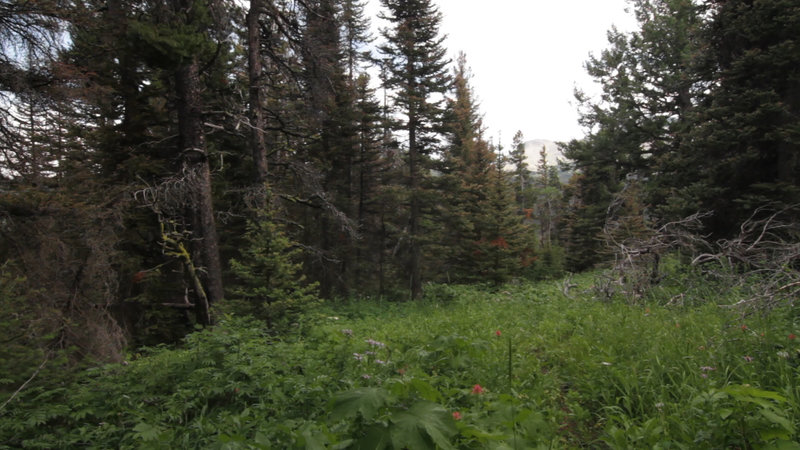 Along the Mild River Ridge Boundary Trail.