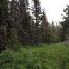 Along the Mild River Ridge Boundary Trail.