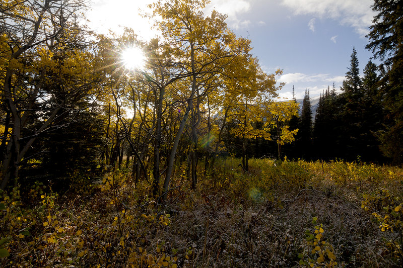 Aspens in small meadow at the end of the trail on Boulder Ridge.