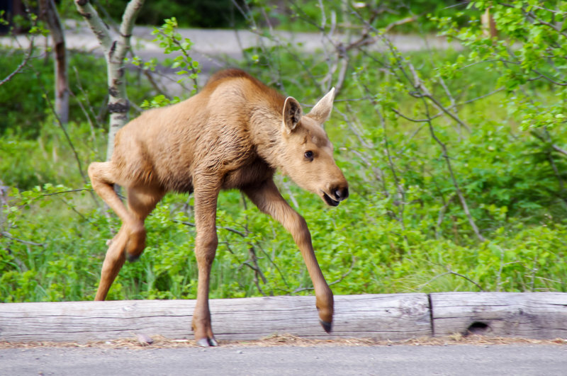 A baby moose gets his legs figured out on the CDT.