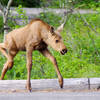 A baby moose gets his legs figured out on the CDT.