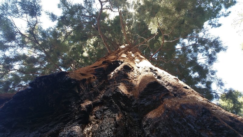 Giant sequoia at Garfield Grove.