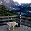 A curious mountain goat makes themself at home at the lookout.