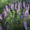 Wildflowers pop with color in late June and early July.