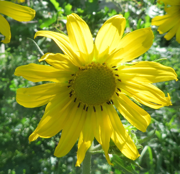 One of the many yellow flowers along the trail.