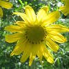 One of the many yellow flowers along the trail.