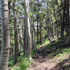 There is nothing more calming than a journey in an aspen forest.