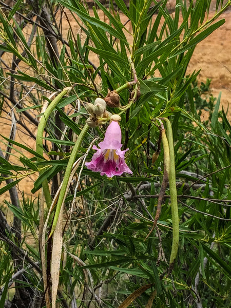 Trail in bloom.