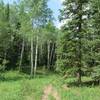 Aspens line much of the trail. Fresh green in the spring and beautiful yellows in the fall.