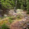 Local wildlife along the Jordan Pond Path.