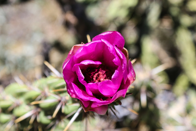 Prickly Pear.