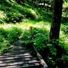 North Snowmobille Trail as it crosses a footbridge and then climbs out of a drainage.