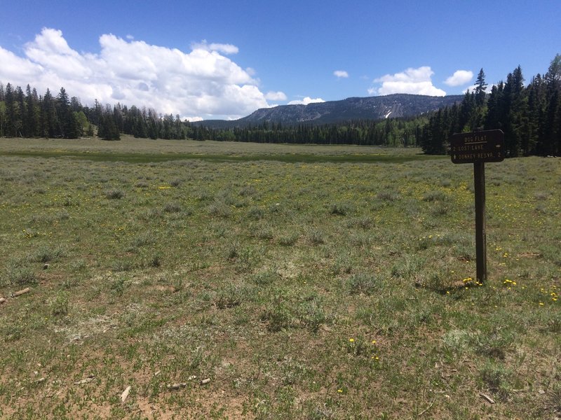Dog Flat on Boulder Mountain, Utah.  Take the Great Western Trail out of Teasdale up to the top of Boulder Mountain.
