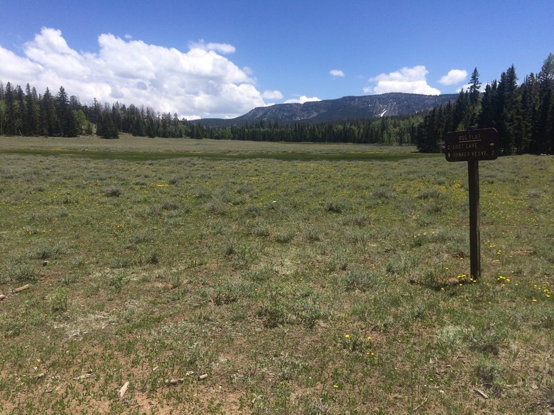 Dog Flat on Boulder Mountain, Utah.  Take the Great Western Trail out of Teasdale up to the top of Boulder Mountain.