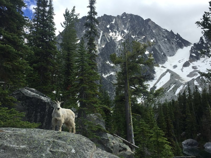 A mountain goat and his domain (Dragontail Peak in the background).