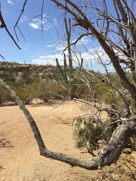 Very little remains of the original Freeman home site.