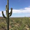 Flowering saguaro and views across the Tucson valley.