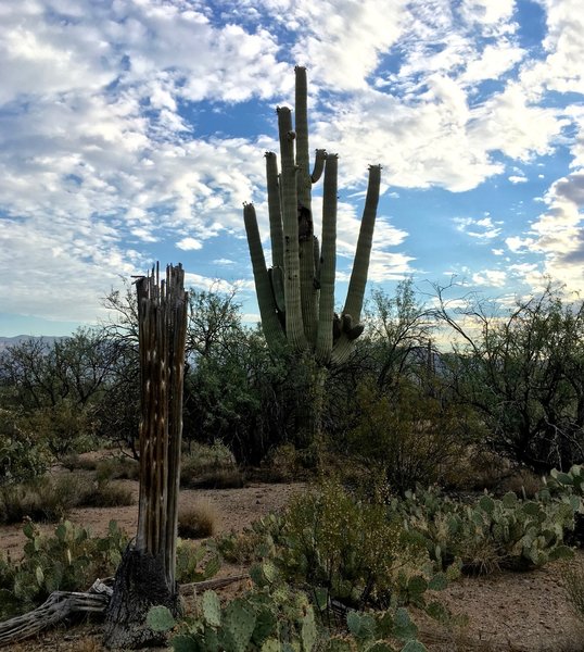 Old and new saguaros along the Mesquite Trail.