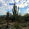 Old and new saguaros along the Mesquite Trail.