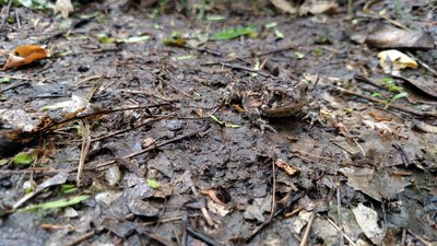 I think this little guy enjoyed getting bucketed on as much as I did!