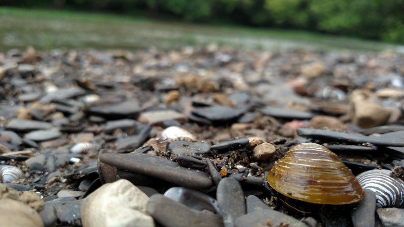 On the shores of the Olentangy River.