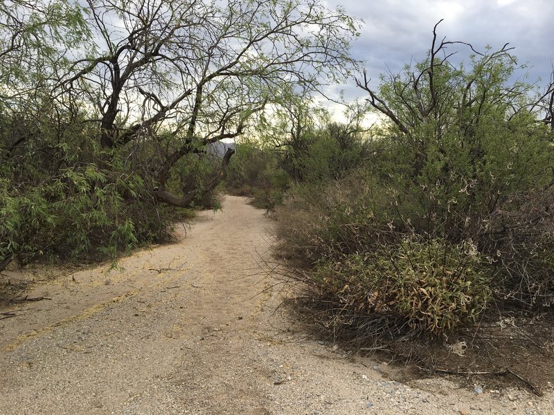 The Javelina Wash Trail gets narrow in places, but the trail is in the main drainage of the wash.