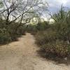 The Javelina Wash Trail gets narrow in places, but the trail is in the main drainage of the wash.