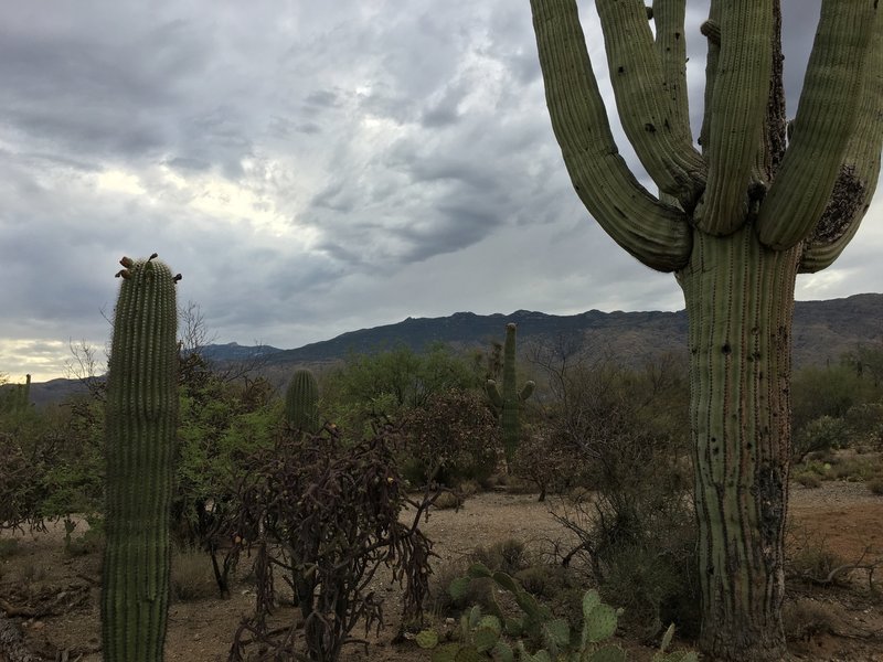 Variety of cacti along Mica View Trail.