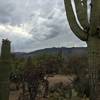 Variety of cacti along Mica View Trail.