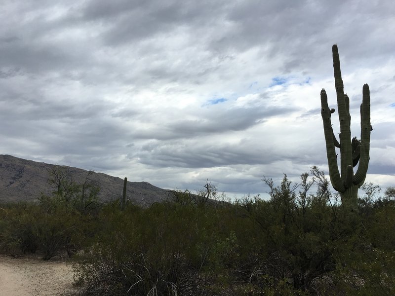 Early morning clouds above Tanque Verde Ridge as seen from Mica View Trail.