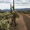 Mica View Trail looking north at Catalina Mountains. While the trail is wide and smooth, look out for the jumping cactus.