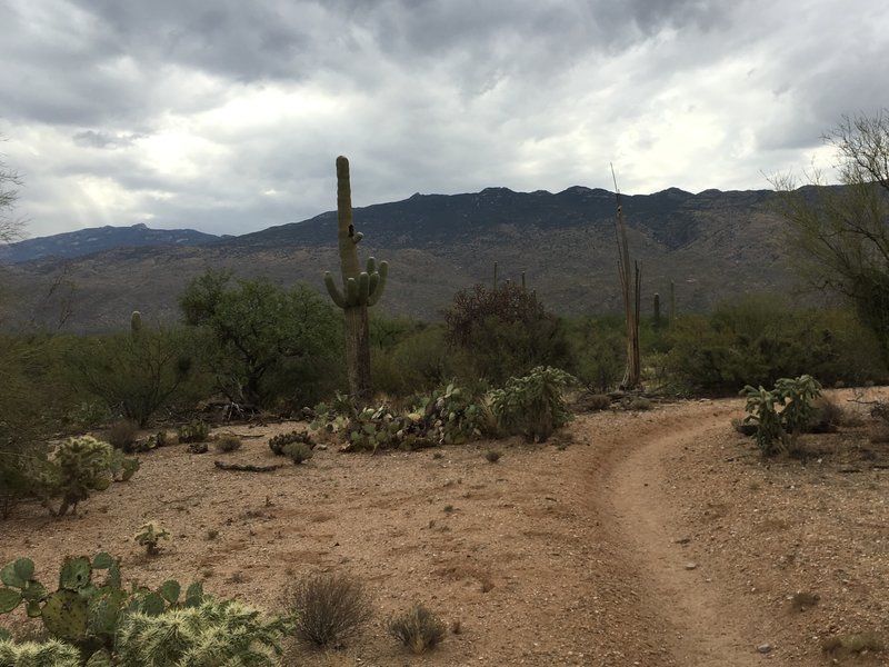 Morning clouds over Mica Mountain (on the left) and Tanque Verde Ridge (center).