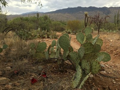 Red Saguaro fruits lies on the ground near a Prickly Pear cactus. Each Saguaro fruit holds over 2,000 seeds.