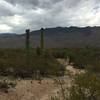 Pink Hill trail looking east at Tanque Verde Peak (just to the right of the Saguaros).