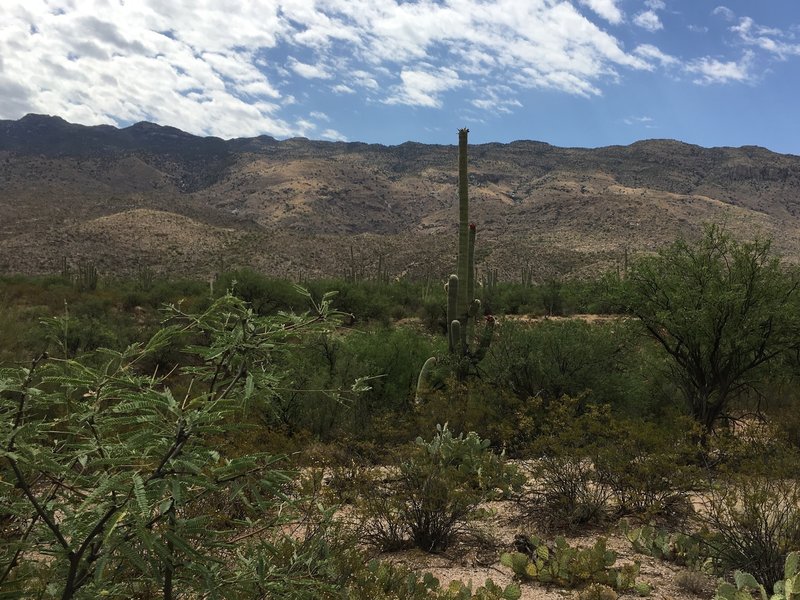 Flowering saguaros with Tanque Verde Ridge in the background.