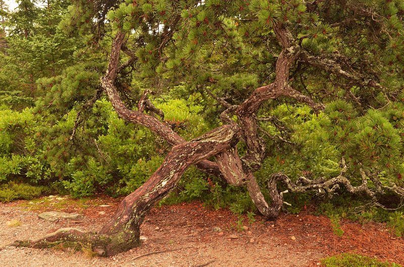 A twisted pine on the Wonderland Trail. with permission from Andrew Stehlik