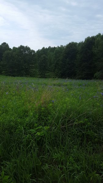 A meadow off of a horse trail.