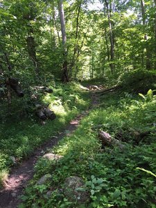 Heading up the Staunton River Trail.