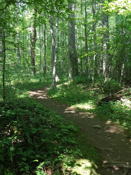 A relatively smooth trail surface.